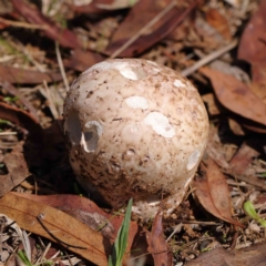 Unidentified Puffball & the like at O'Connor, ACT - 30 Mar 2023 by ConBoekel