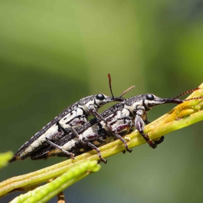 Rhinotia sp. (genus) (Unidentified Rhinotia weevil) at Dryandra St Woodland - 30 Mar 2023 by ConBoekel