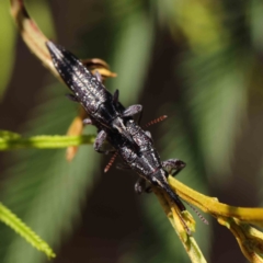 Rhinotia sp. (genus) at O'Connor, ACT - 30 Mar 2023