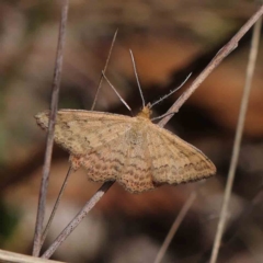 Scopula rubraria (Reddish Wave, Plantain Moth) at Dryandra St Woodland - 30 Mar 2023 by ConBoekel