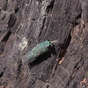 Primeuchroeus sp. (genus) at O'Connor, ACT - 30 Mar 2023