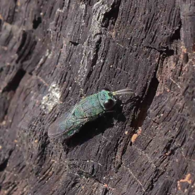 Primeuchroeus sp. (genus) (Cuckoo Wasp) at O'Connor, ACT - 30 Mar 2023 by ConBoekel