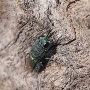 Primeuchroeus sp. (genus) at Dryandra St Woodland - 30 Mar 2023