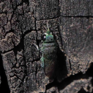 Primeuchroeus sp. (genus) at Dryandra St Woodland - 30 Mar 2023