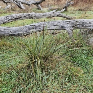 Lomandra multiflora at Molonglo Valley, ACT - 12 Jun 2023