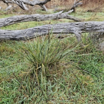 Lomandra multiflora (Many-flowered Matrush) at Molonglo Valley, ACT - 11 Jun 2023 by sangio7