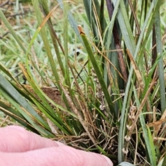 Lomandra multiflora at Molonglo Valley, ACT - 12 Jun 2023 09:28 AM