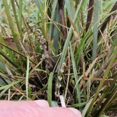 Lomandra multiflora at Molonglo Valley, ACT - 12 Jun 2023