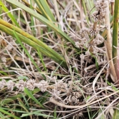 Lomandra multiflora (Many-flowered Matrush) at Molonglo Valley, ACT - 12 Jun 2023 by sangio7