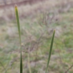 Lomandra multiflora at Molonglo Valley, ACT - 12 Jun 2023 11:37 AM