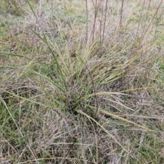 Lomandra multiflora at Molonglo Valley, ACT - 12 Jun 2023