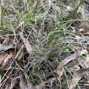 Carex bichenoviana at The Pinnacle - 12 Jun 2023