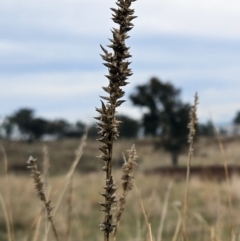 Carex appressa (Tall Sedge) at Molonglo Valley, ACT - 12 Jun 2023 by sangio7