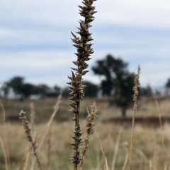 Carex appressa (Tall Sedge) at The Pinnacle - 12 Jun 2023 by sangio7