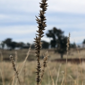 Carex appressa at Molonglo Valley, ACT - 12 Jun 2023