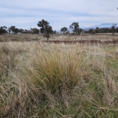Carex appressa at Molonglo Valley, ACT - 12 Jun 2023