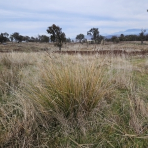 Carex appressa at Molonglo Valley, ACT - 12 Jun 2023 11:48 AM