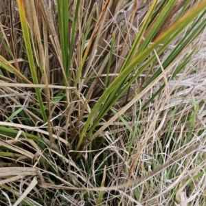 Carex appressa at Molonglo Valley, ACT - 12 Jun 2023 11:48 AM