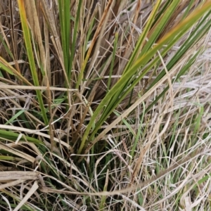Carex appressa at Molonglo Valley, ACT - 12 Jun 2023