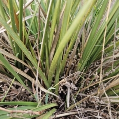 Lomandra multiflora (Many-flowered Matrush) at Molonglo Valley, ACT - 12 Jun 2023 by sangio7