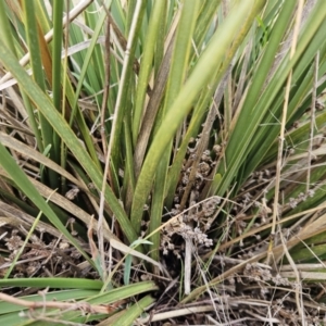 Lomandra multiflora at Molonglo Valley, ACT - 12 Jun 2023