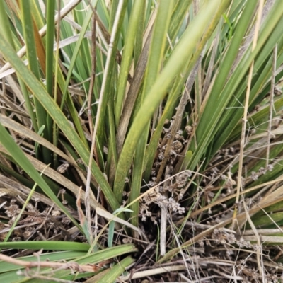 Lomandra multiflora (Many-flowered Matrush) at Molonglo Valley, ACT - 12 Jun 2023 by sangio7