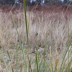 Lomandra multiflora at Molonglo Valley, ACT - 12 Jun 2023 11:58 AM