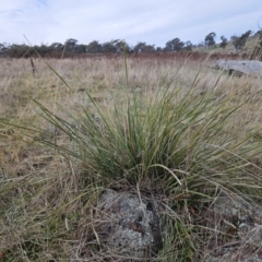 Lomandra multiflora at Molonglo Valley, ACT - 12 Jun 2023