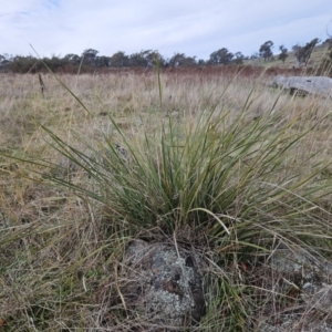 Lomandra multiflora at Molonglo Valley, ACT - 12 Jun 2023