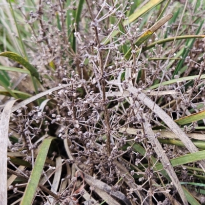 Lomandra multiflora (Many-flowered Matrush) at Molonglo Valley, ACT - 12 Jun 2023 by sangio7