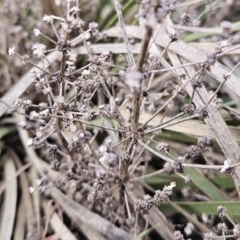 Lomandra multiflora at Molonglo Valley, ACT - 12 Jun 2023