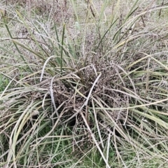 Lomandra multiflora at Molonglo Valley, ACT - 12 Jun 2023