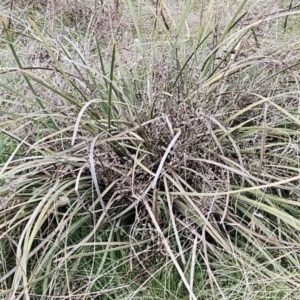 Lomandra multiflora at Molonglo Valley, ACT - 12 Jun 2023 02:00 PM