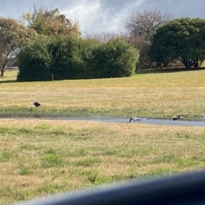 Ardea pacifica (White-necked Heron) at Wallaroo, NSW - 14 Jun 2023 by Rosie