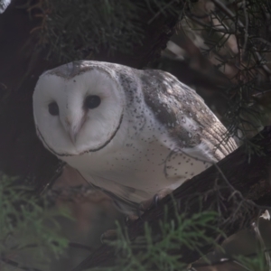 Tyto alba at Macgregor, ACT - 14 Jun 2023 11:57 AM