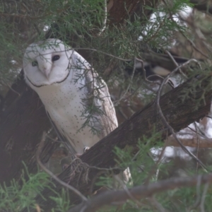 Tyto alba at Macgregor, ACT - 14 Jun 2023 11:57 AM