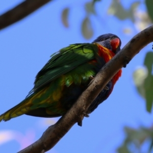 Trichoglossus moluccanus at Wanniassa, ACT - 14 Jun 2023