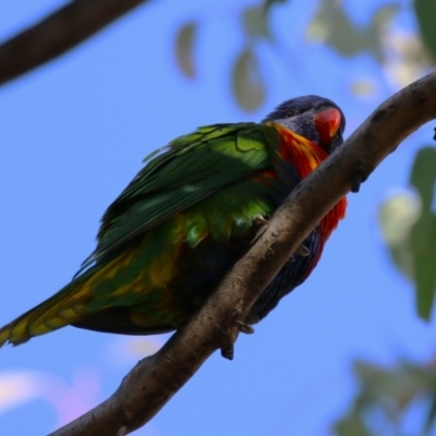 Trichoglossus moluccanus (Rainbow Lorikeet) at Wanniassa, ACT - 14 Jun 2023 by RodDeb