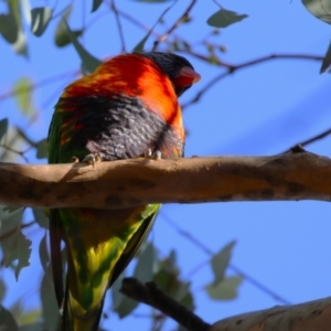 Trichoglossus moluccanus at Wanniassa, ACT - 14 Jun 2023