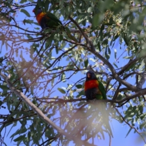 Trichoglossus moluccanus at Wanniassa, ACT - 14 Jun 2023