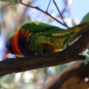 Trichoglossus moluccanus at Wanniassa, ACT - 14 Jun 2023