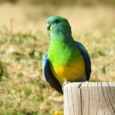 Psephotus haematonotus (Red-rumped Parrot) at Wanniassa, ACT - 14 Jun 2023 by RodDeb