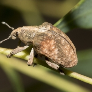 Gonipterus sp. (genus) at Hawker, ACT - 27 Dec 2022