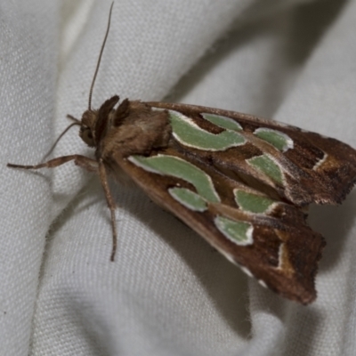 Cosmodes elegans (Green Blotched Moth) at Higgins, ACT - 27 Nov 2022 by AlisonMilton