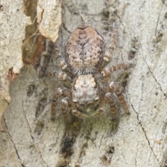 Servaea incana (Hoary Servaea) at Harden, NSW - 27 Mar 2023 by AlisonMilton