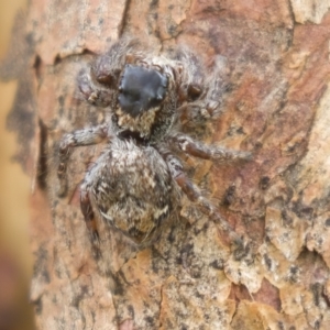 Salticidae (family) at Harden, NSW - 27 Mar 2023 11:50 AM