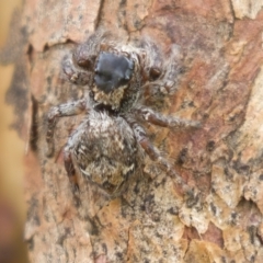 Salticidae (family) (Unidentified Jumping spider) at Harden, NSW - 27 Mar 2023 by AlisonMilton