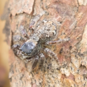 Salticidae (family) at Harden, NSW - 27 Mar 2023 11:50 AM