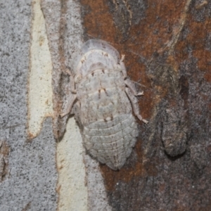 Ledromorpha planirostris at Higgins, ACT - 12 Jan 2023