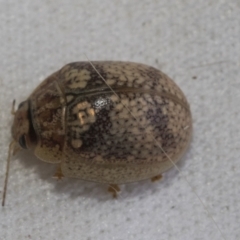 Paropsisterna laesa species complex (Laesa leaf beetle) at Higgins, ACT - 13 Jan 2023 by AlisonMilton